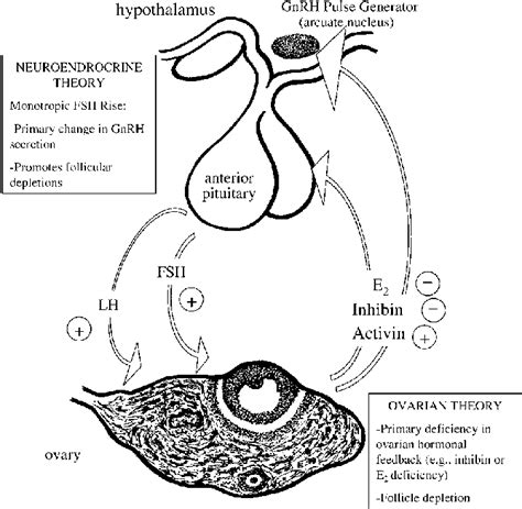 Aging And The Female Reproductive System Reprinted From Figure In