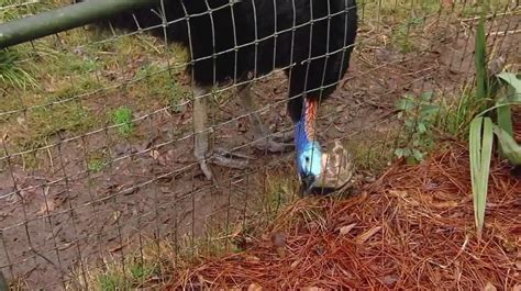 Deputies Identify 75 Year Old Man Attacked And Killed By Cassowary On Alachua Farm Wear