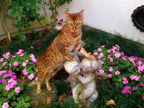 Bengal cat - Wikipedia