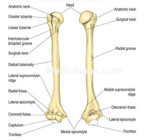 The Posterior And Anterior Views Of The Humeral Bone Anatomy