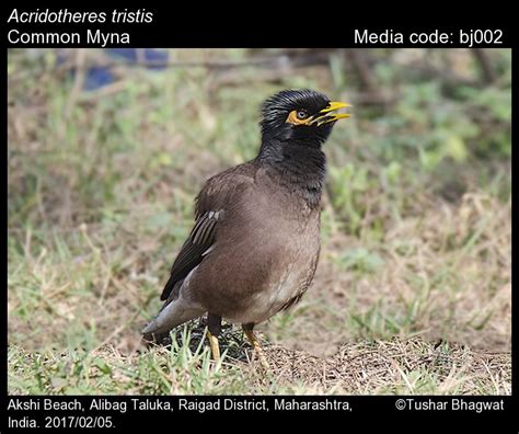 Acridotheres Tristis Linnaeus Common Myna Birds