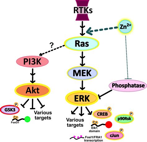 Zn2 Influx Activates ERK And Akt Signaling Pathways PNAS