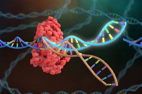 Las ‘tatarabuelas’ De Las Tijeras Moleculares Crispr Harán Más Sencilla La Edición Genética