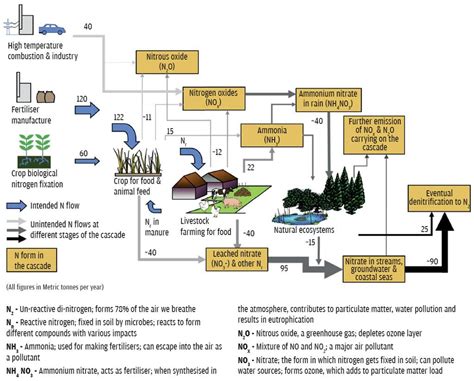 Nitrogen pollution - INSIGHTS IAS - Simplifying UPSC IAS Exam Preparation