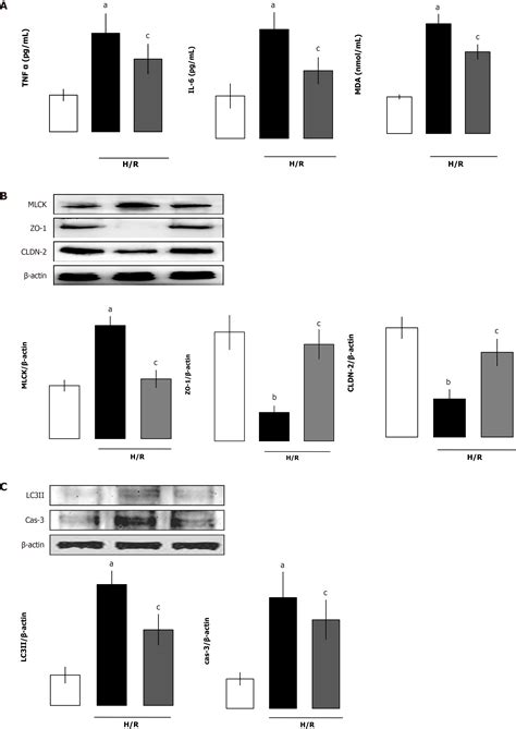 Recombinant Angiopoietin Like Protein Attenuates Intestinal Barrier