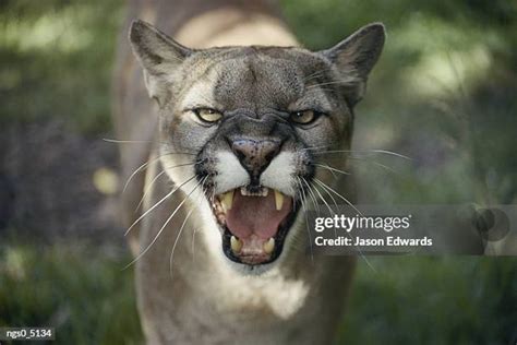 136 Mountain Lion Growl Stock Photos, High-Res Pictures, and Images ...