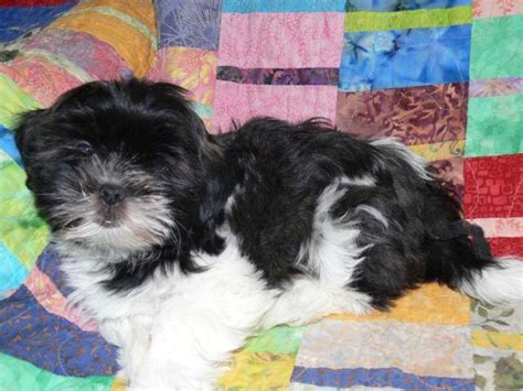 Adorable Shih Tzu / Havanese Puppy for Sale in Spokane, Washington Classified | AmericanListed.com