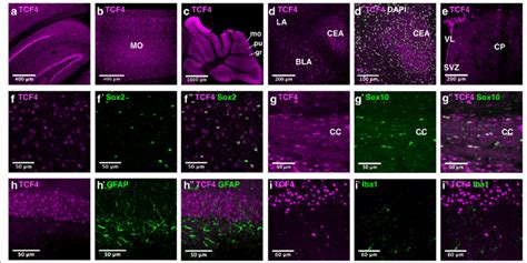 Tcf Expression In Regions And Non Neuronal Cell Types Of The Adult