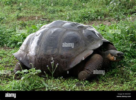 Tortue géante des Galápagos Geochelone elephantopus l île de Santa