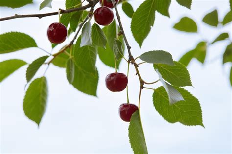 Cerejas Maduras Penduradas Em Um Galho De Cerejeira Cerejas No Pomar