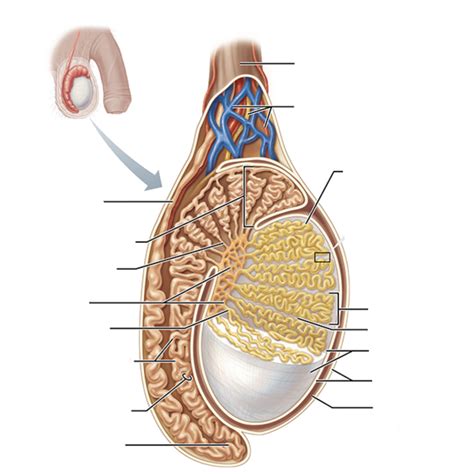 Male Testes Diagram Quizlet