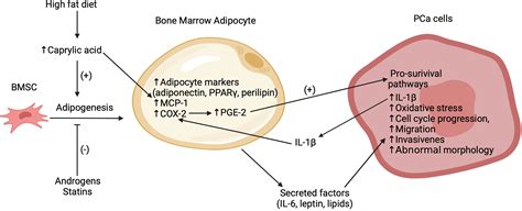 Frontiers Adipocyte Cancer Cell Interactions In The Bone Microenvironment