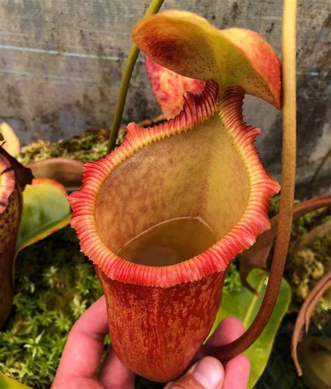 Jeremiah S Carnivorous Plants On Instagram I Love The Wide Mouth On