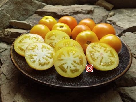 Best Yellow Dwarf Tomatoes By Bounty Hunter Seeds Heirlooms