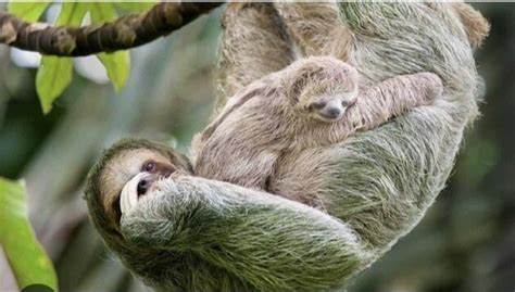 Petition · Enhance Conservation Efforts For Pygmy Sloths United