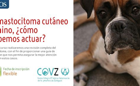 El Mastocitoma Cutáneo Canino ¿cómo Debemos Actuar Colegio Oficial