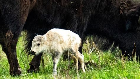 Rare white bison calf in Yellowstone park could fulfill prophecy ...