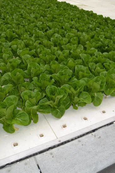 Hydroponic Floating Pad Aquaponics Growing Floating Plate Hydroponic