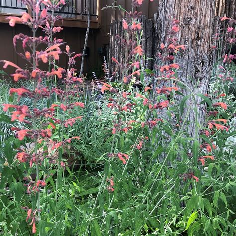 Agastache rupestris -Sunset Hyssop (4" Pot) | Little Prince of Oregon