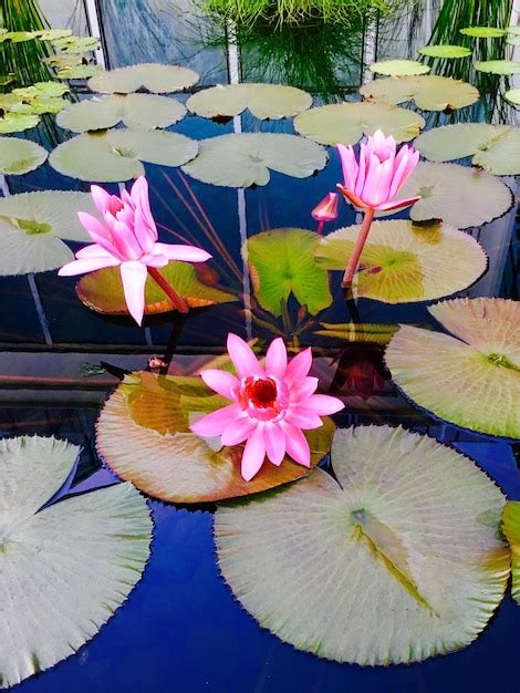 Premium Photo Close Up Of Lotus Water Lily In Pond