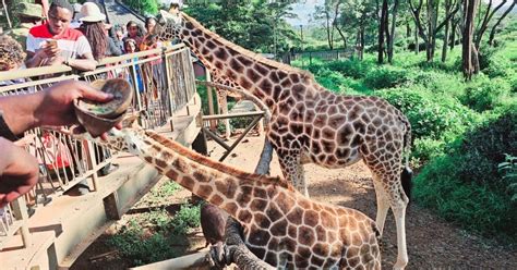 Nairobi Karen Blixen Giraffe Kobe Beads Kicc Tower Tour Getyourguide