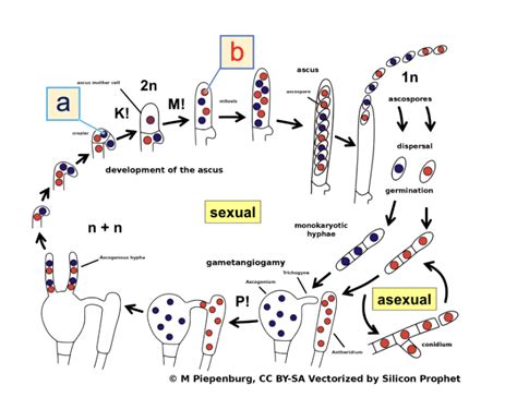 Solved Below Is The Life Cycle Diagram Of Ascomycota Or