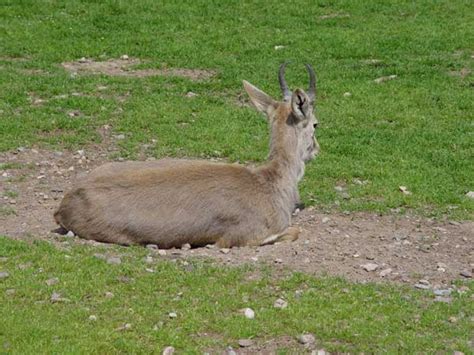 Uzbekistan Ecotourism: Uzbekistan Wildlife Adventures