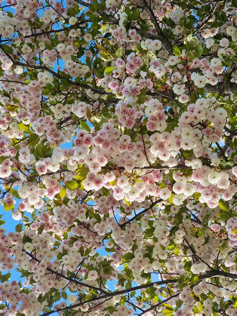 Pink Cherry Blossom Tree · Free Stock Photo