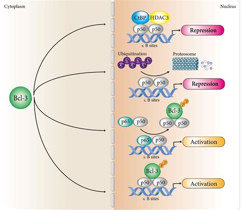 Frontiers Bcl 3 A Double Edged Sword In Immune Cells And Inflammation