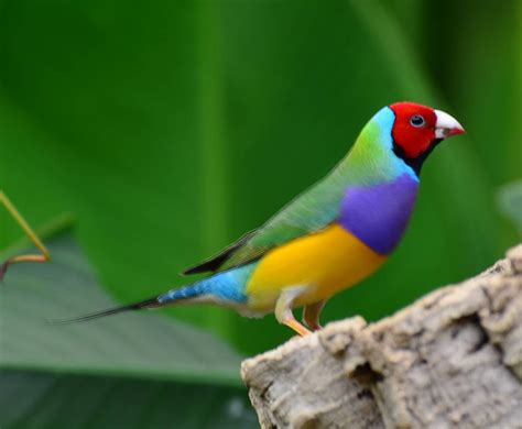 Gouldian Finch Nature