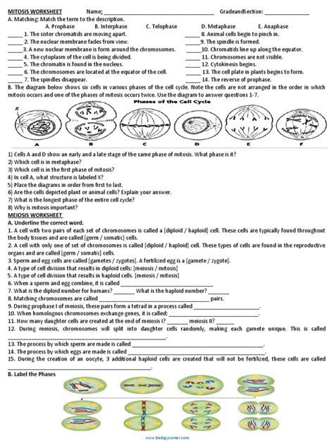 Mitosis Worksheet PDF Meiosis Mitosis Worksheets Library