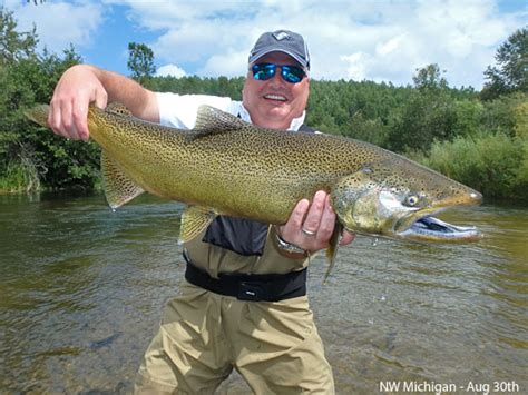 Salmon Gallery Streamside Au Sable River Fly Fishing Guides