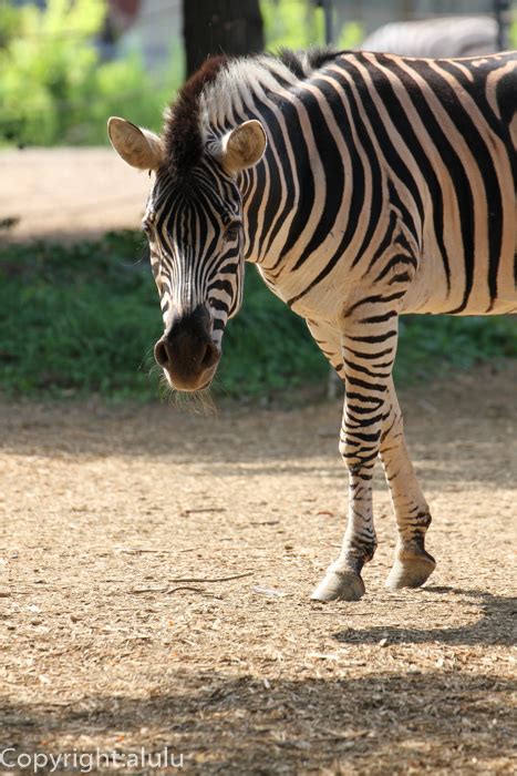 動物園へ写真の旅 グラントシマウマ9