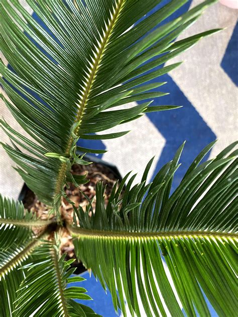 How To Deal With Common Sago Palm Pests Diseases