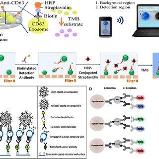 Platforms Based On Nanomaterials For Urinary Evs Direct Detection