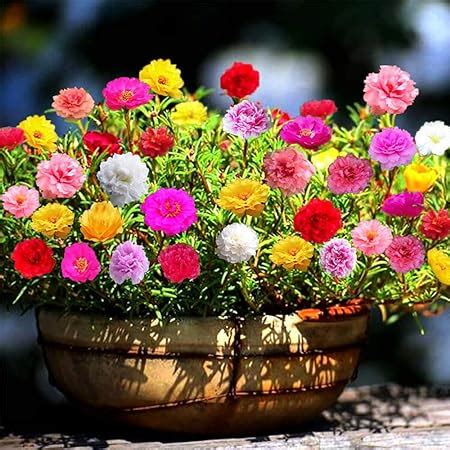 Amazon Qauzuy Garden Mixed Moss Rose Seeds Seeds Portulaca