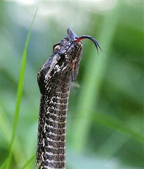 exotic-venom: “ (Vipera ammodytes ammodytes) Western sand viper ...