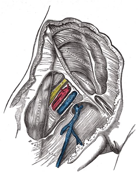 Great saphenous vein - wikidoc