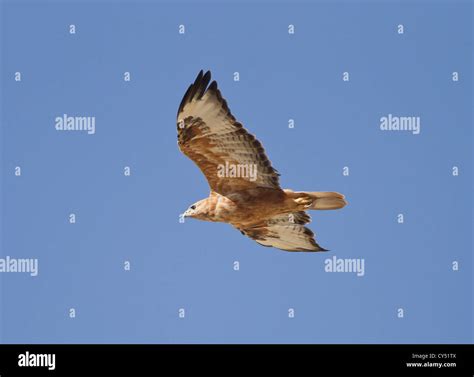 Long legged buzzard on migration Stock Photo - Alamy