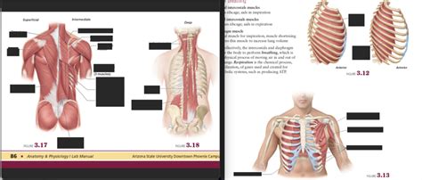 Muscles Cont Diagram Quizlet