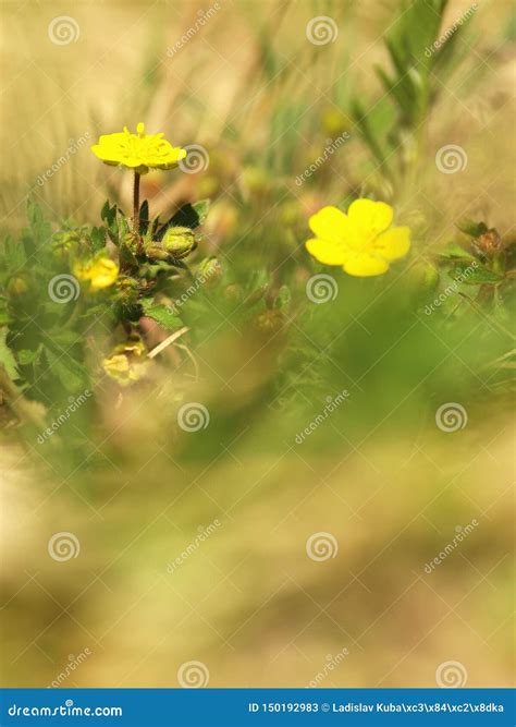Yellow Flower Creeping Cinquefoil Herbaceous Perennial of Medical Plant