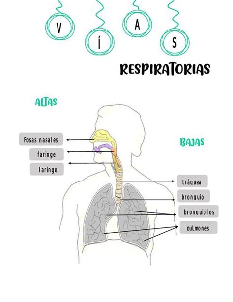 Clasificaci N Anat Mica De Las V As Respiratorias Udocz Creators Udocz