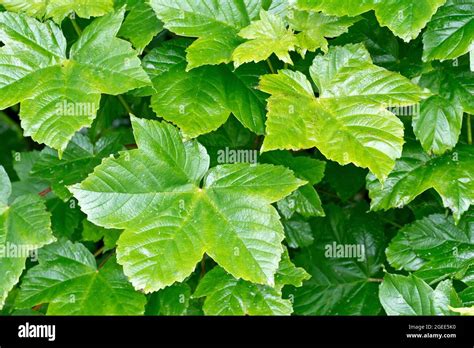 Sycamore Tree Leaves Close Up Hi Res Stock Photography And Images Alamy