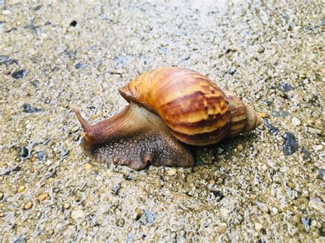 Siput Kebun Di Tanah Foto Stok - Unduh Gambar Sekarang - Afeksi - Emosi ...