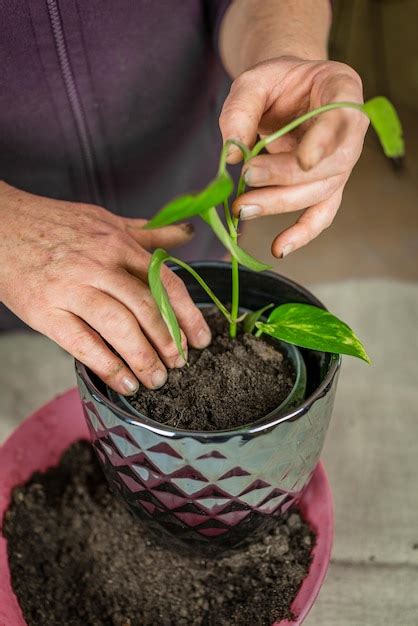 Uma Mulher Transplanta Uma Flor Jardinagem Em Casa Conceito De