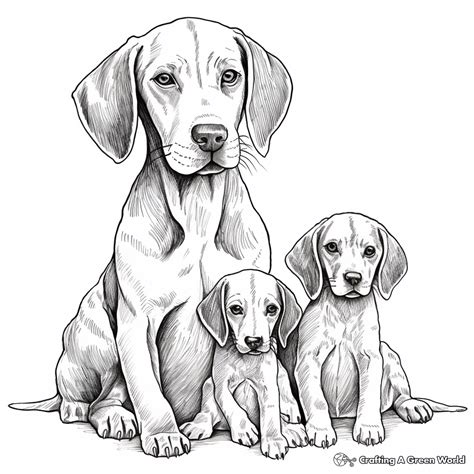 Coloring German Shorthaired Pointer Coloring Pages