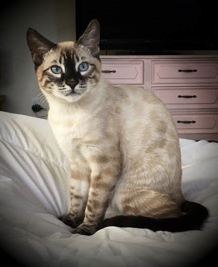 Snow Bengal kittens, Snow Bengal kittens for sale, Bengal cats for sale