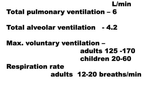 Lecture 8 Lung Ventilation And Perfusion Flashcards Quizlet