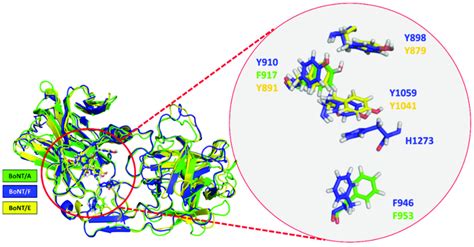 Structural Alignment Of BoNT A1 And BoNT E1 With The Structure Of