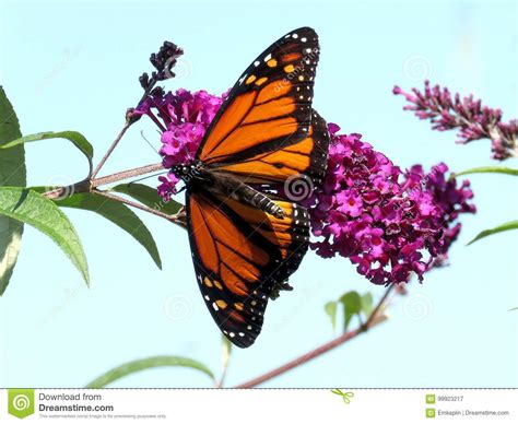 Mariposa De Monarca Del Lago Toronto En La Flor Imagen De Archivo